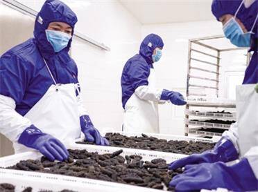 烟台：共谋海参产业高质量发展新路径